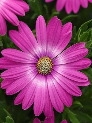 OSTEOSPERMUM Zion Pink Orbit